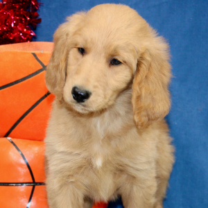 Goldendoodle Puppy Margie