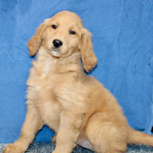 Goldendoodle Puppy Margie
