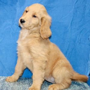 Goldendoodle Puppy Margie