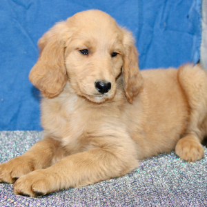 Goldendoodle Puppy Margie