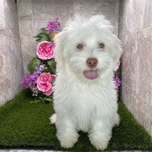 Havanese Puppy Marsha