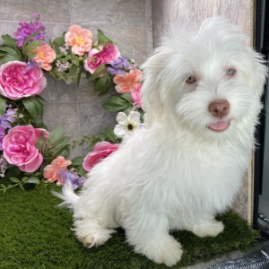Havanese Puppy Marsha