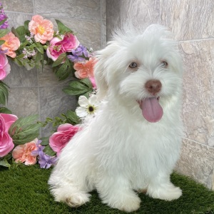Havanese Puppy Marsha