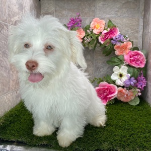 Havanese Puppy Marsha