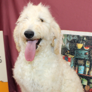 Goldendoodle Puppy Sixx