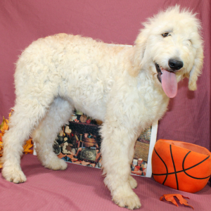 Goldendoodle Puppy Sixx