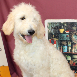 Goldendoodle Puppy Sixx