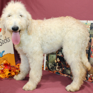 Goldendoodle Puppy Sixx