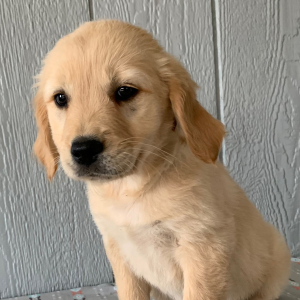 Golden Retriever Puppy Hannah