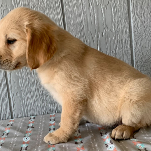 Golden Retriever Puppy Hannah