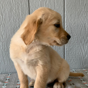Golden Retriever Puppy Hannah