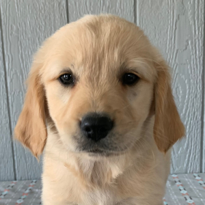 Golden Retriever Puppy Hannah