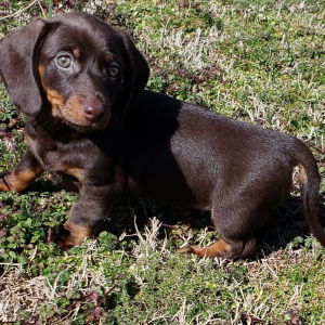 Dachshund Puppy Sandy
