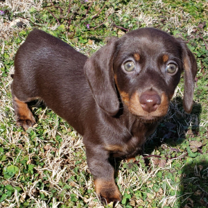 Dachshund Puppy Sandy