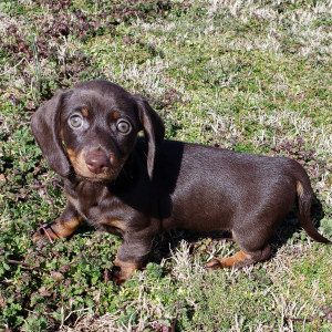 Dachshund Puppy Sandy