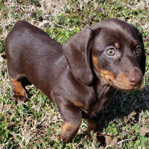 Dachshund Puppy Sandy