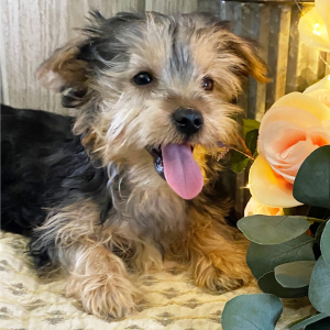Yorkshire Terrier Puppy Misty
