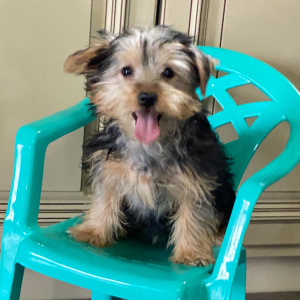 Yorkshire Terrier Puppy Misty