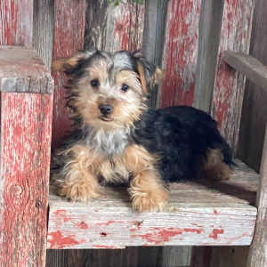 Yorkshire Terrier Puppy Misty