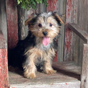 Yorkshire Terrier Puppy Misty