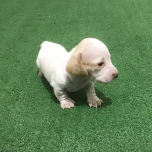Dachshund Puppy Tex