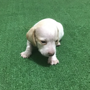 Dachshund Puppy Tex