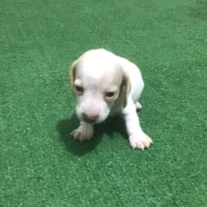 Dachshund Puppy Tex