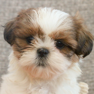 Shih Tzu Puppy Missie