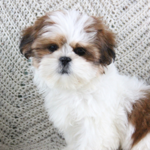 Shih Tzu Puppy Missie