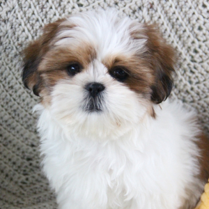 Shih Tzu Puppy Missie