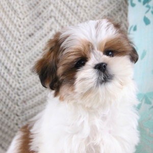 Shih Tzu Puppy Missie