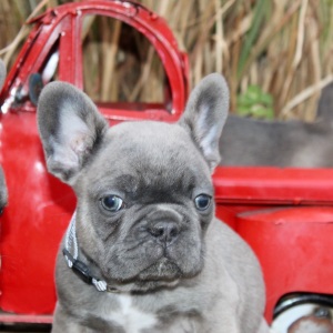 French Bulldog Puppy Rip