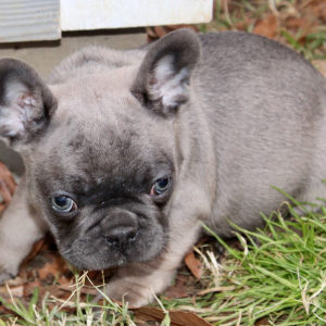 French Bulldog Puppy Rip