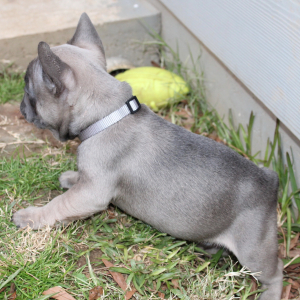 French Bulldog Puppy Rip