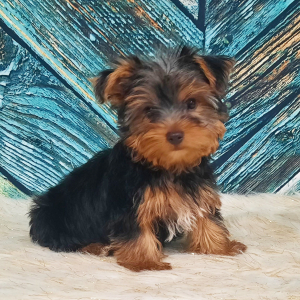 Yorkshire Terrier Puppy Ruger