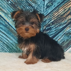 Yorkshire Terrier Puppy Ruger