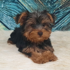 Yorkshire Terrier Puppy Ruger