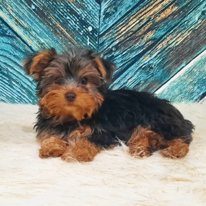 Yorkshire Terrier Puppy Ruger