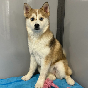 Pomsky Puppy Uma