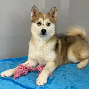 Pomsky Puppy Uma