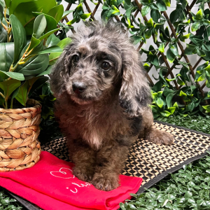 Cockapoo Puppy Abby