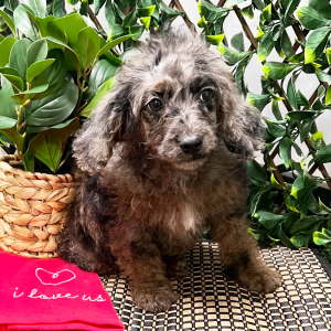 Cockapoo Puppy Abby