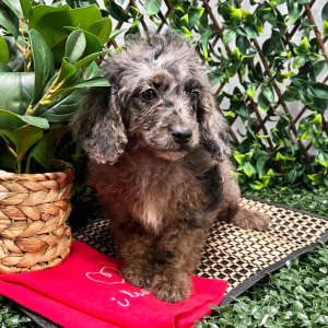 Cockapoo Puppy Abby