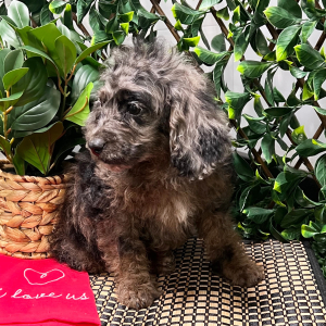 Cockapoo Puppy Abby