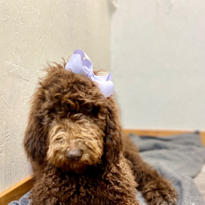 Poodle Puppy Carina