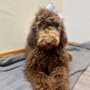 Poodle Puppy Carina