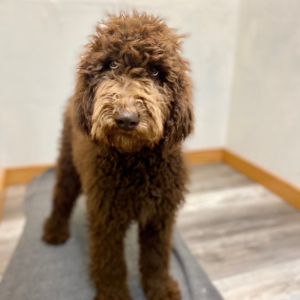 Poodle Puppy Carina