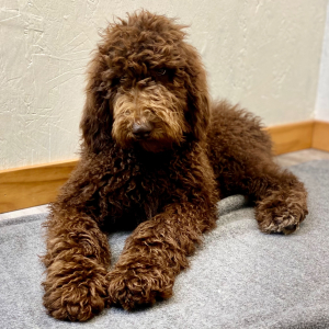 Poodle Puppy Carina