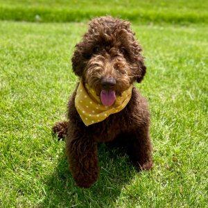 Poodle Puppy Carina