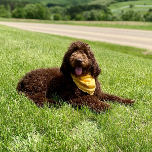 Poodle Puppy Carina